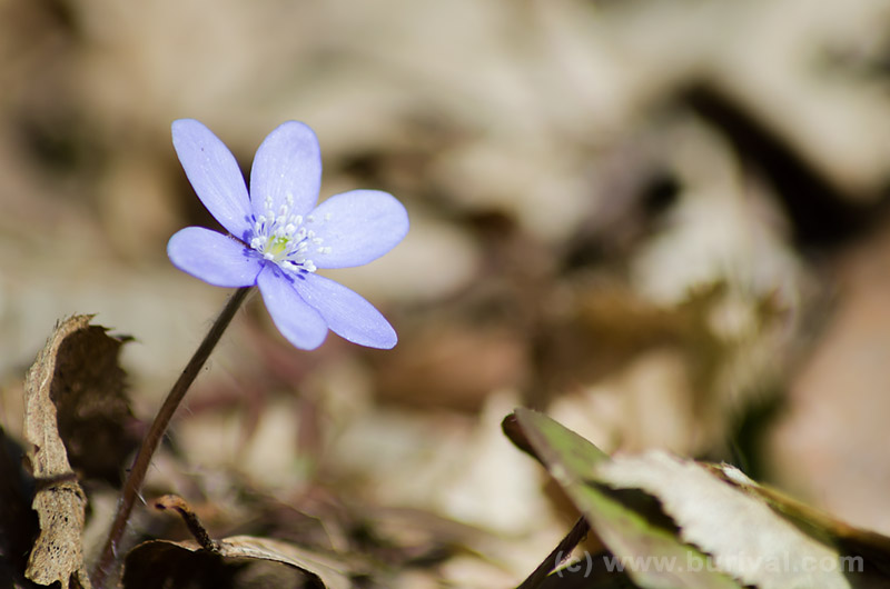 flowering hepatica nobilis