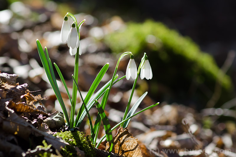 flowering snowdrops in the forest