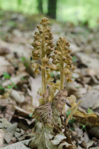 Bird's Nest Orchid