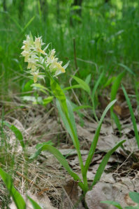 Elder-flowered Orchid