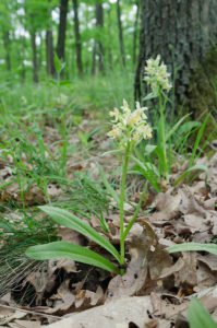 Elder-flowered Orchid