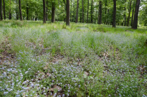 Spring forest in bloom