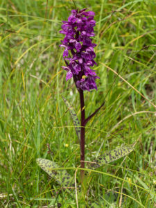 Flowering Dactylorhiza majalis Orchid