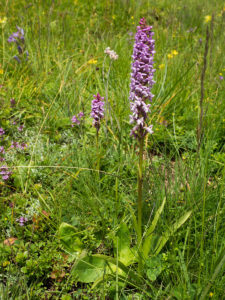 Flowering Gymnadenia conopsea Orchid