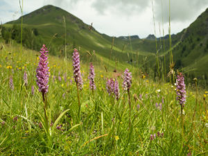 Alpine meadow with flowering Orchids