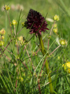 Flowering Nigritella nigra Orchid